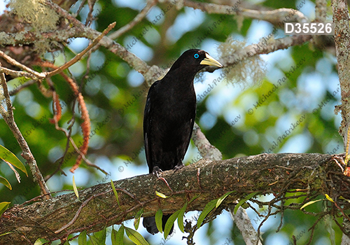 Red-rumped Cacique (Cacicus haemorrhous)